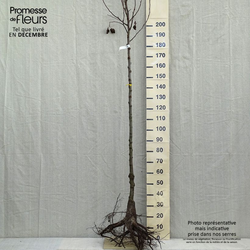 Spécimen de Pyrus calleryana Chanticleer - Poirier d'ornement en racines nues tige 8/10cm tel que livré en hiver