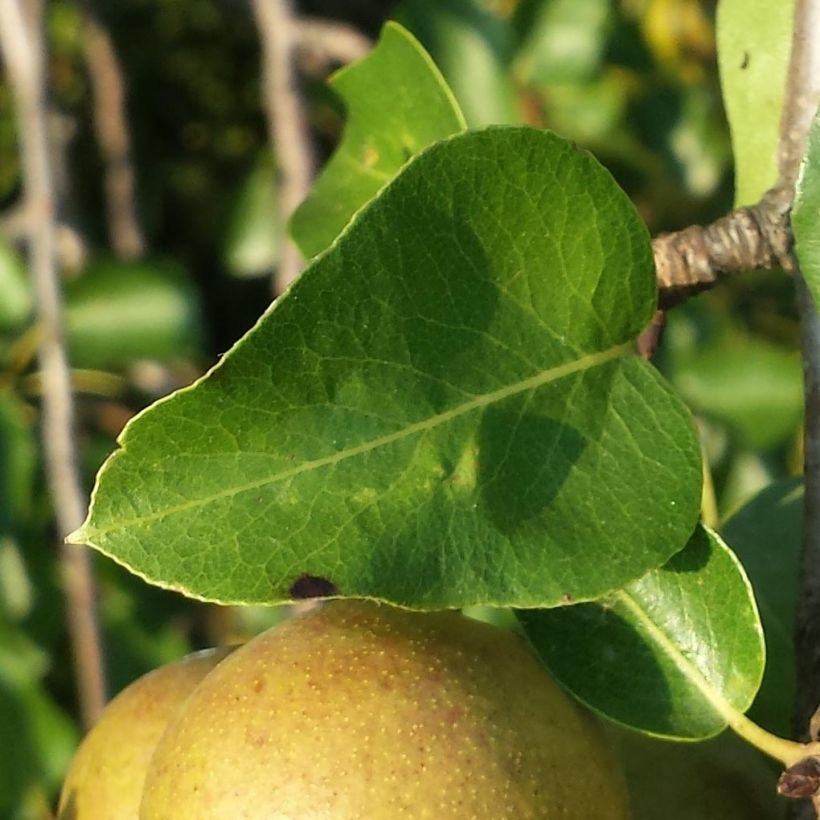 Pyrus pyraster - Poirier sauvage (Feuillage)