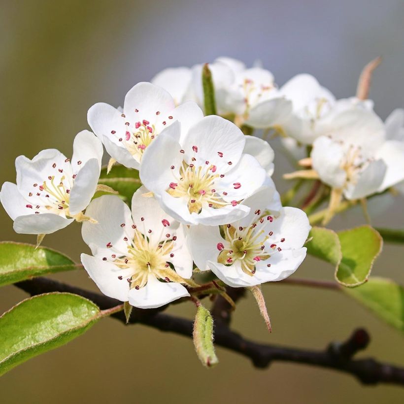 Pyrus pyraster - Poirier sauvage (Floraison)