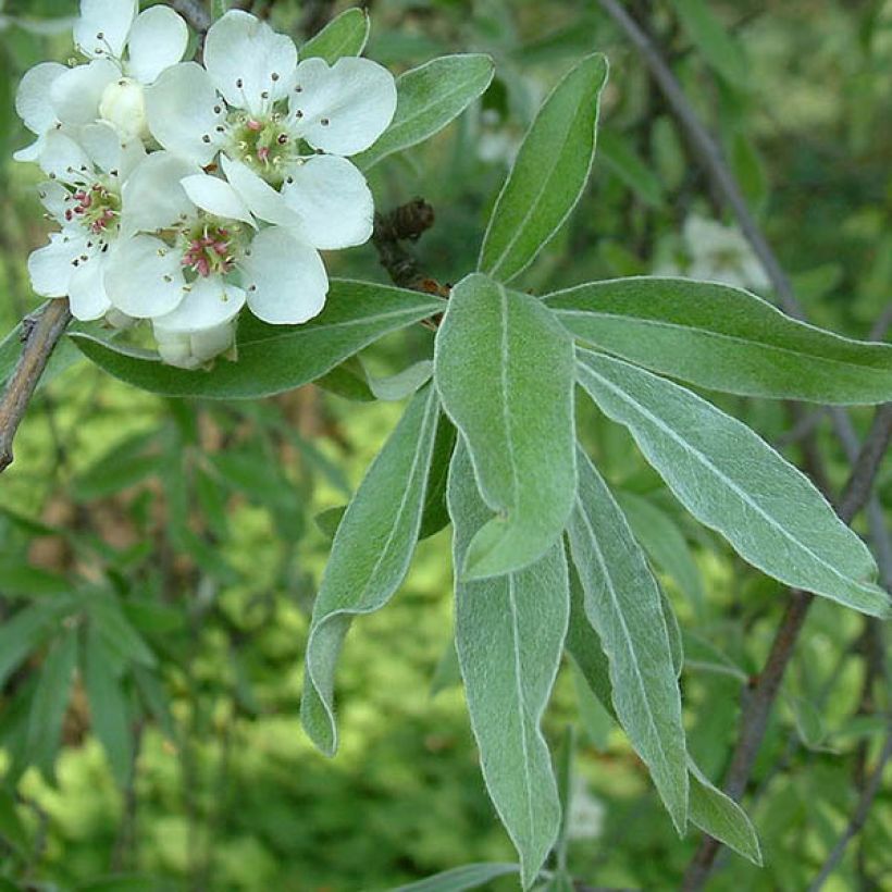 Pyrus salicifolia Pendula - Poirier d'ornement pleureur  (Feuillage)