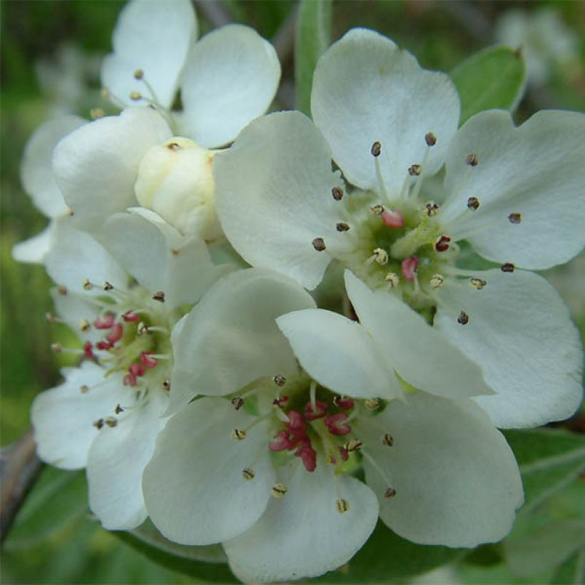 Pyrus salicifolia Pendula - Poirier d'ornement pleureur  (Floraison)