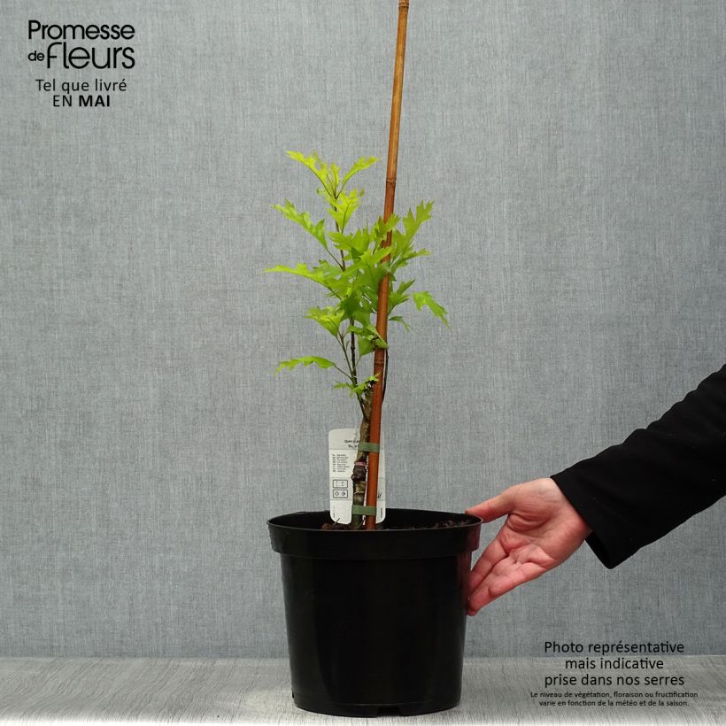 Spécimen de Chêne des marais - Quercus palustris Green Pillar Pringreen Pot de 4L/5L tel que livré au printemps