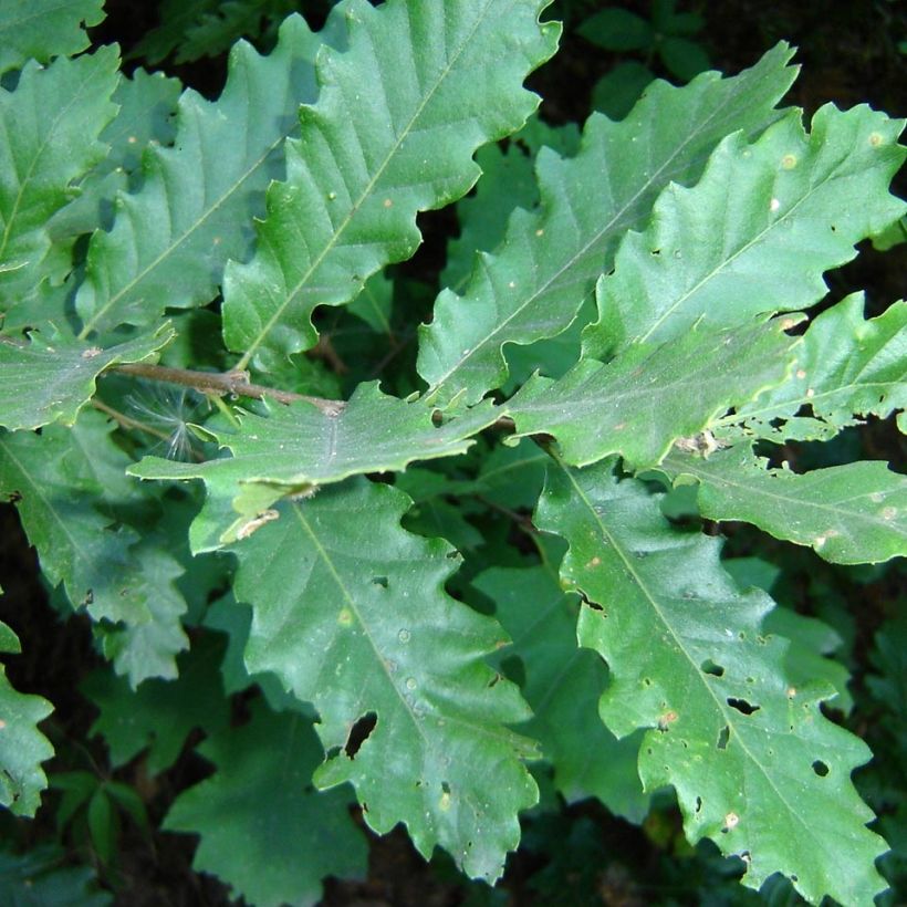 Quercus cerris - Chêne chevelu ou Chêne lombard (Feuillage)