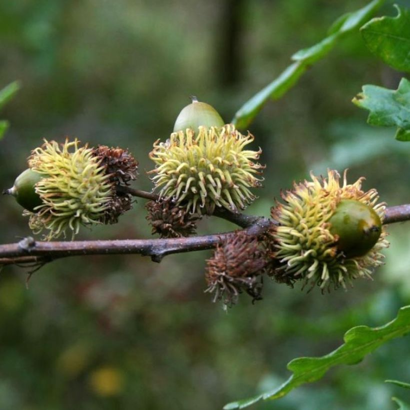 Quercus cerris - Chêne chevelu ou Chêne lombard (Récolte)