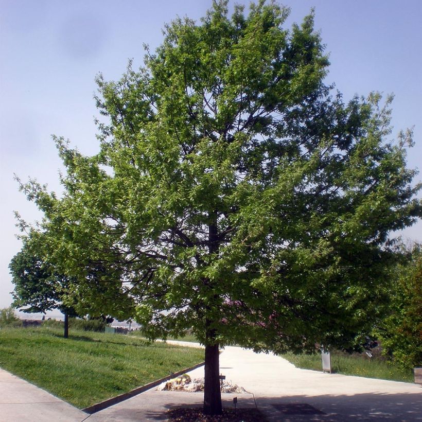 Quercus cerris - Chêne chevelu ou Chêne lombard (Port)