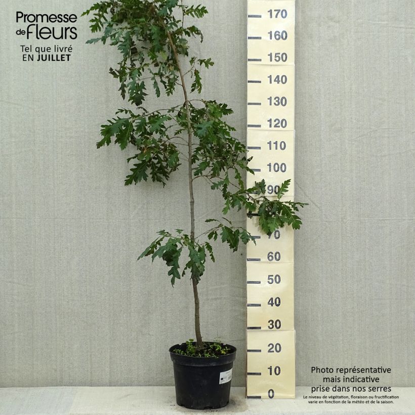 Spécimen de Quercus cerris - Chêne chevelu ou Chêne lombard Pot de 7,5L/10L tel que livré en été