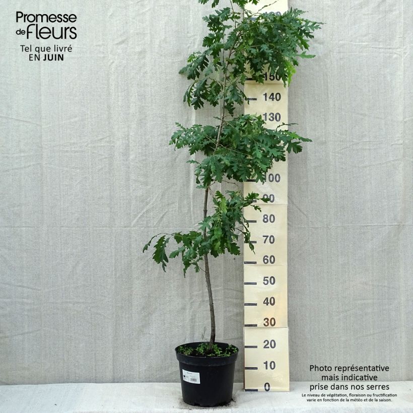 Spécimen de Quercus cerris - Chêne chevelu ou Chêne lombard Pot de 10L tel que livré au printemps