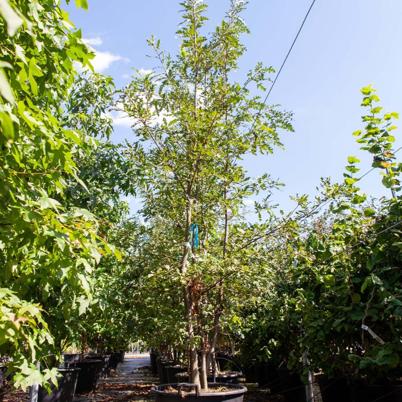 Spécimen de Quercus cerris - Chêne chevelu ou Chêne lombard tel que livré au printemps