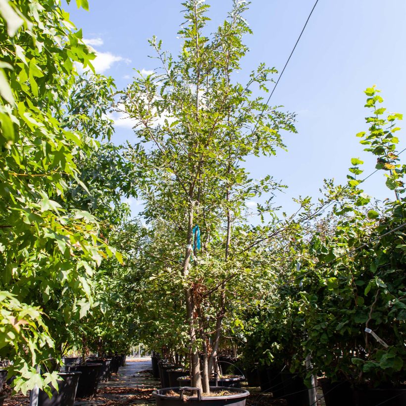 Spécimen de Quercus cerris - Chêne chevelu ou Chêne lombard - Pot de 80L./90L. Cépée tel que livré au printemps