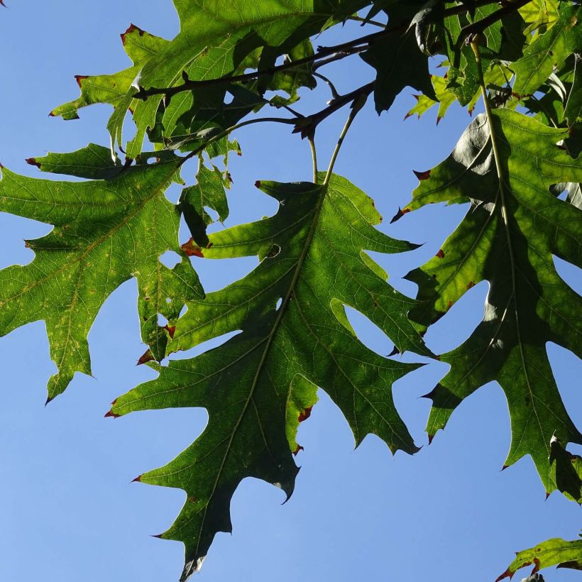 Chêne écarlate - Quercus coccinea Splendens (Feuillage)