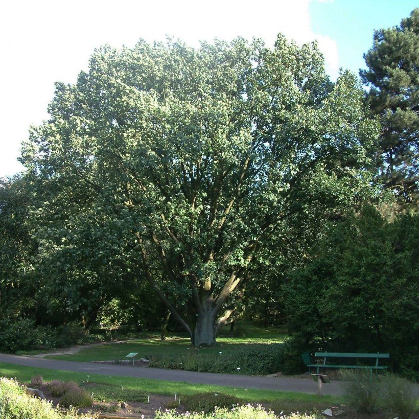 Chêne de Hongrie - Quercus frainetto (Port)