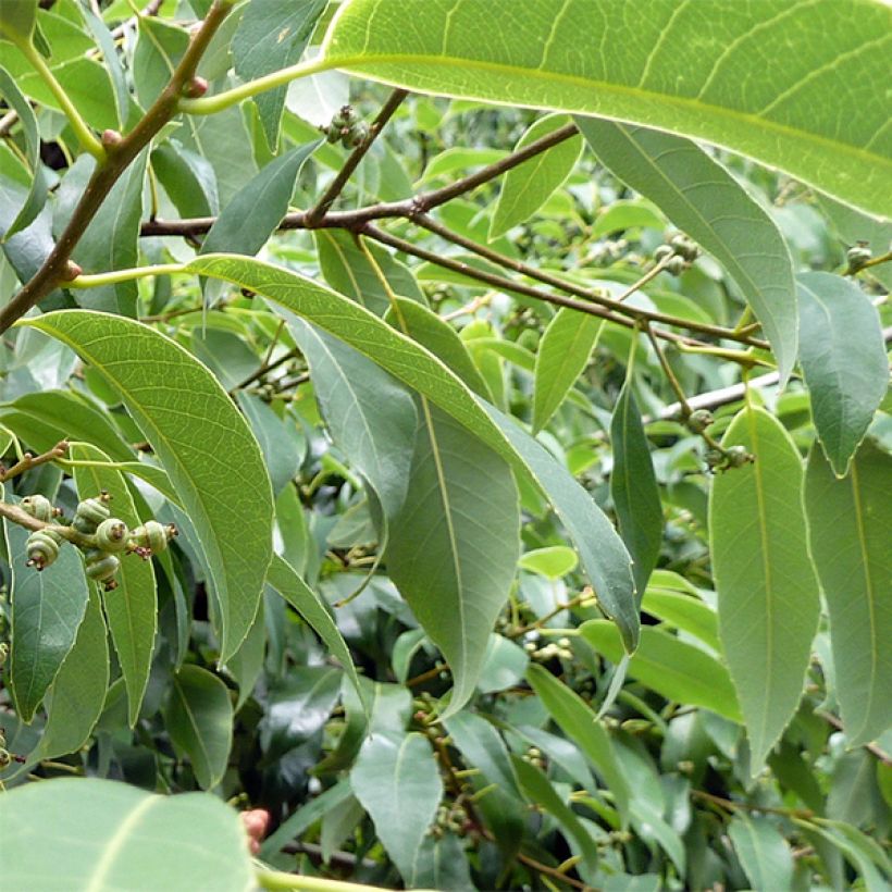 Quercus myrsinifolia - Chêne à feuilles de myrsine (Feuillage)