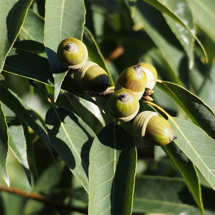 Quercus myrsinifolia - Chêne à feuilles de myrsine (Récolte)