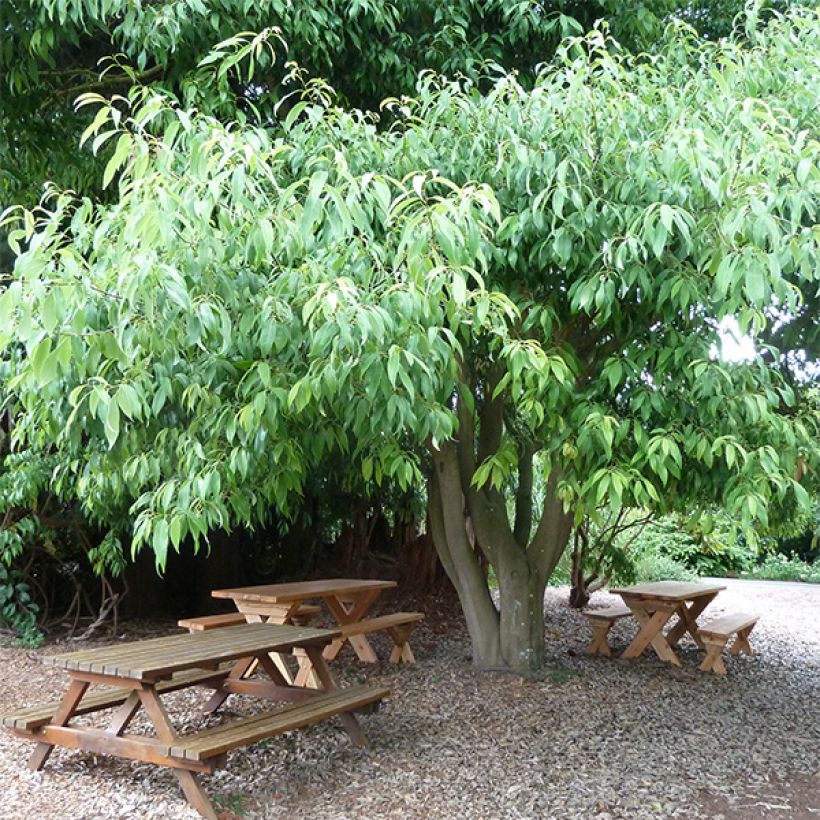 Quercus myrsinifolia - Chêne à feuilles de myrsine (Port)