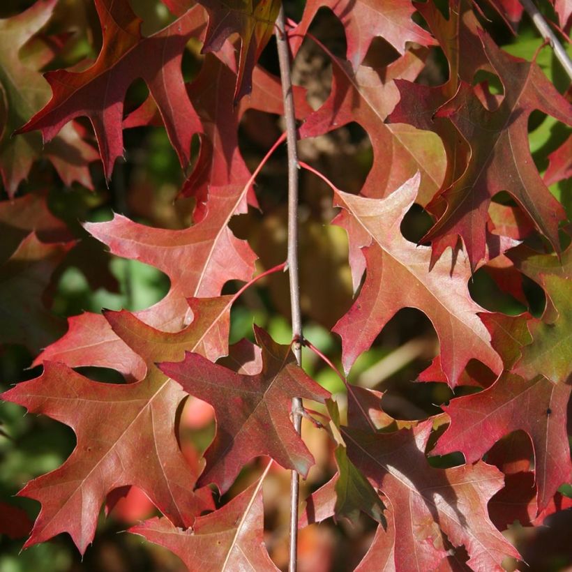 Chêne des marais nain - Quercus palustris Isabel (Feuillage)