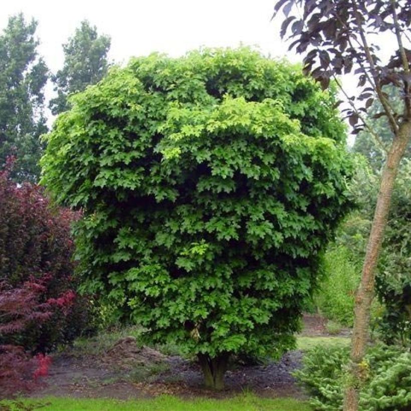 Chêne des marais nain - Quercus palustris Isabel (Port)