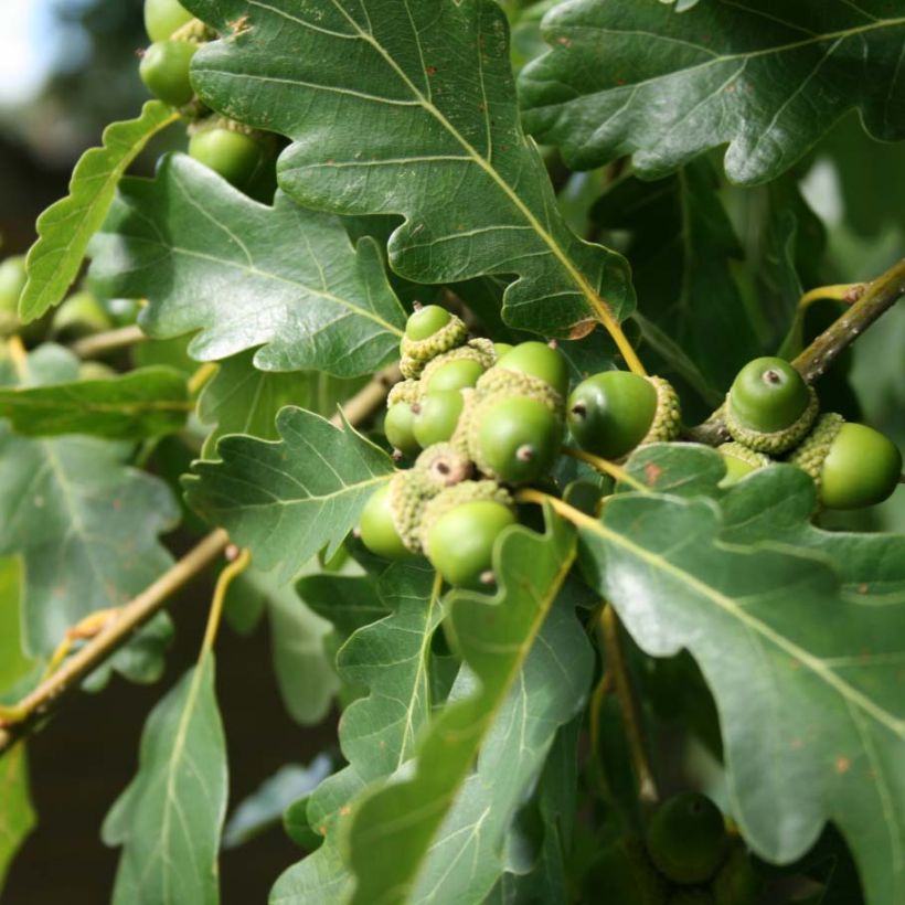 Chêne rouvre - Quercus petraea (Feuillage)