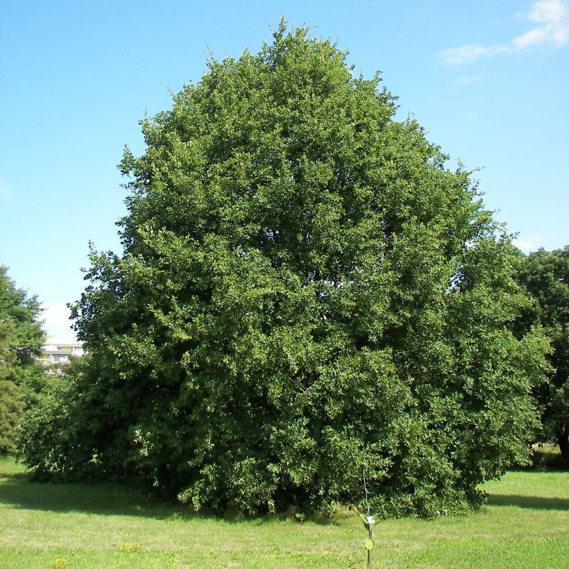 Chêne rouvre - Quercus petraea (Port)