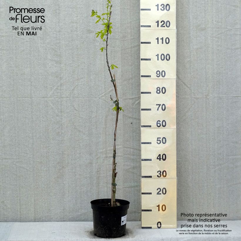 Spécimen de Chêne pédonculé - Quercus robur Concordia tel que livré au printemps