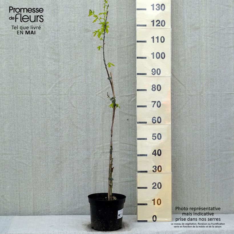 Spécimen de Chêne pédonculé - Quercus robur Concordia Pot de 4L/5L tel que livré au printemps