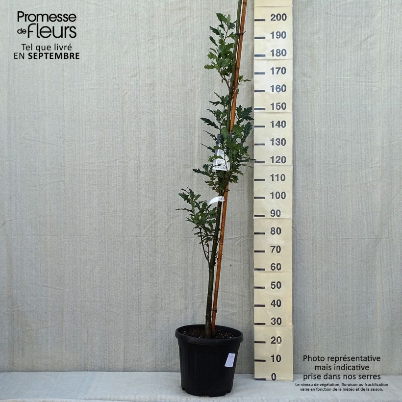 Spécimen de Quercus robur Fastigiata Koster - Chêne pédonculé fastigié Pot de 20L/25L tel que livré en été