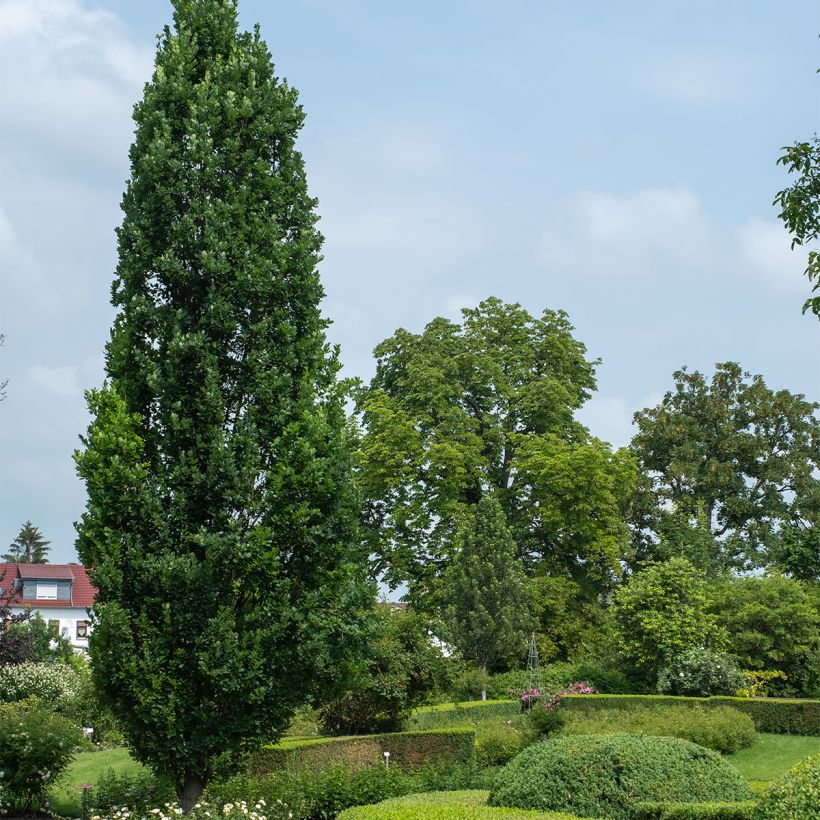 Quercus robur Fastigiata Koster - Chêne pédonculé fastigié (Port)