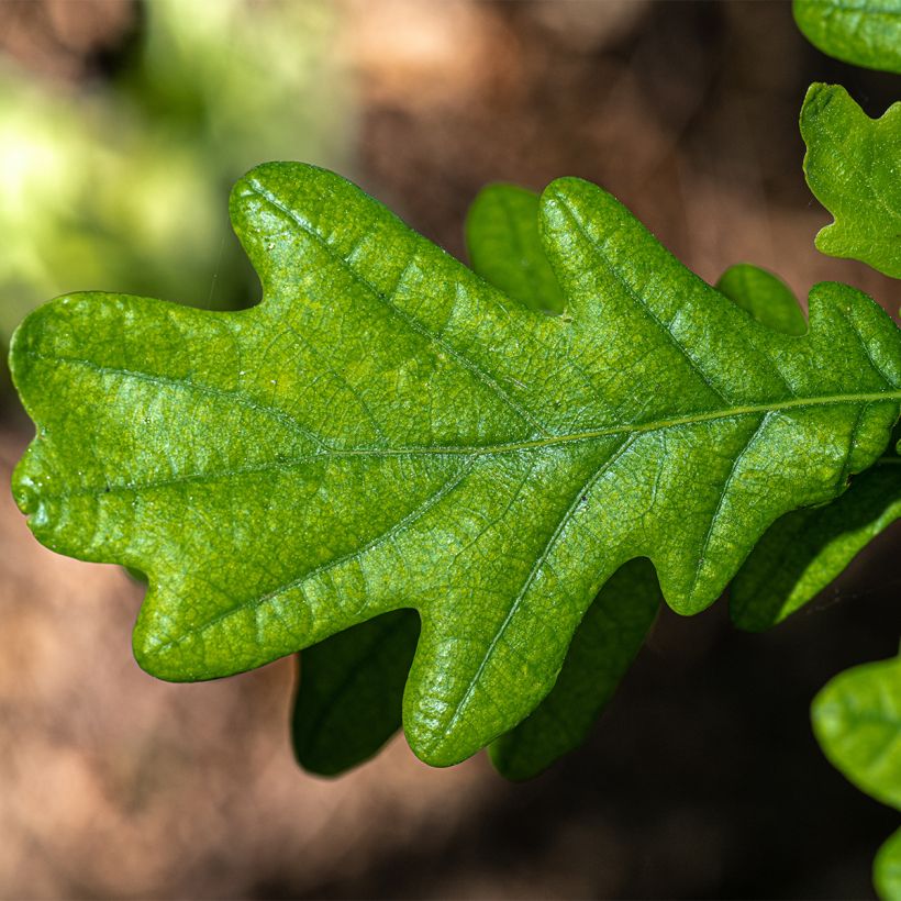 Chêne pédonculé - Quercus robur Fastigiata (Feuillage)