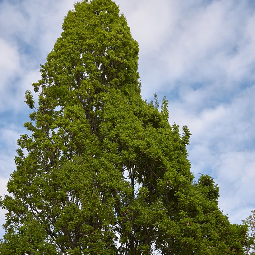 Chêne pédonculé - Quercus robur Fastigiata (Port)