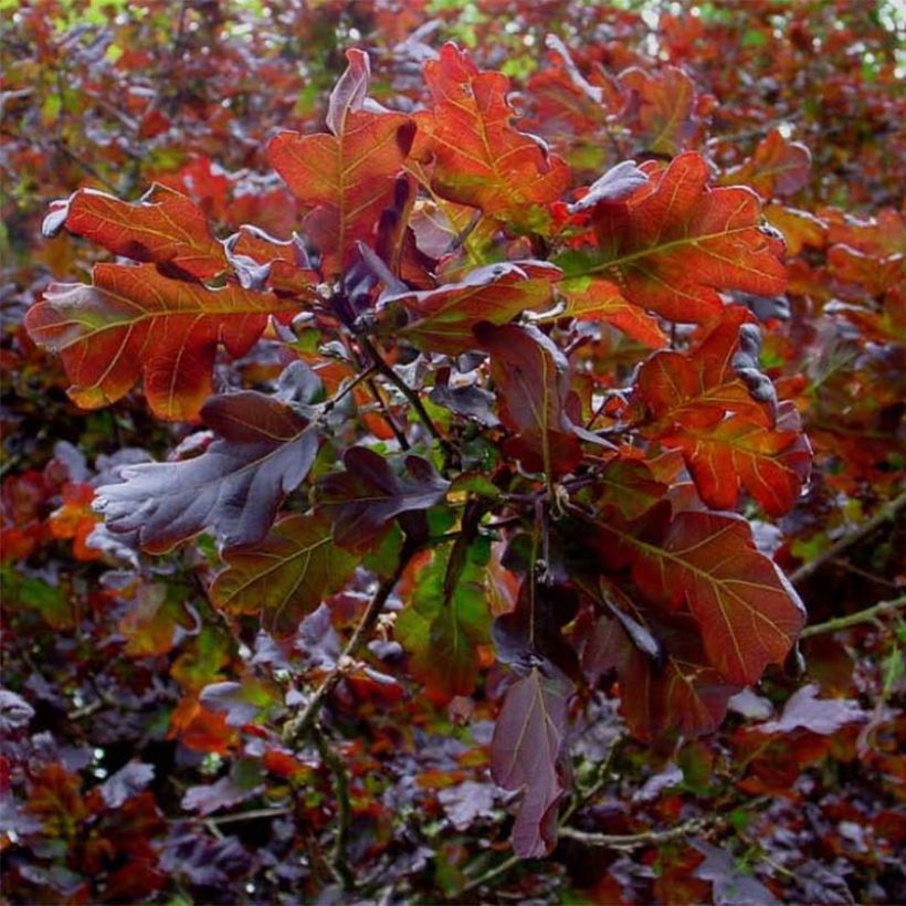 Chêne pourpre - Quercus robur Purpurascens (Feuillage)