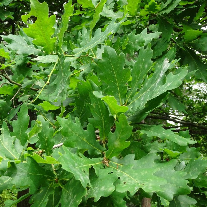 Chêne pédonculé - Quercus robur (Feuillage)