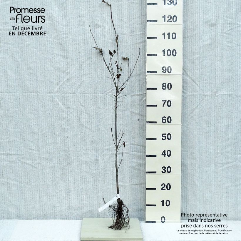 Spécimen de Chêne pédonculé - Quercus robur tel que livré en hiver