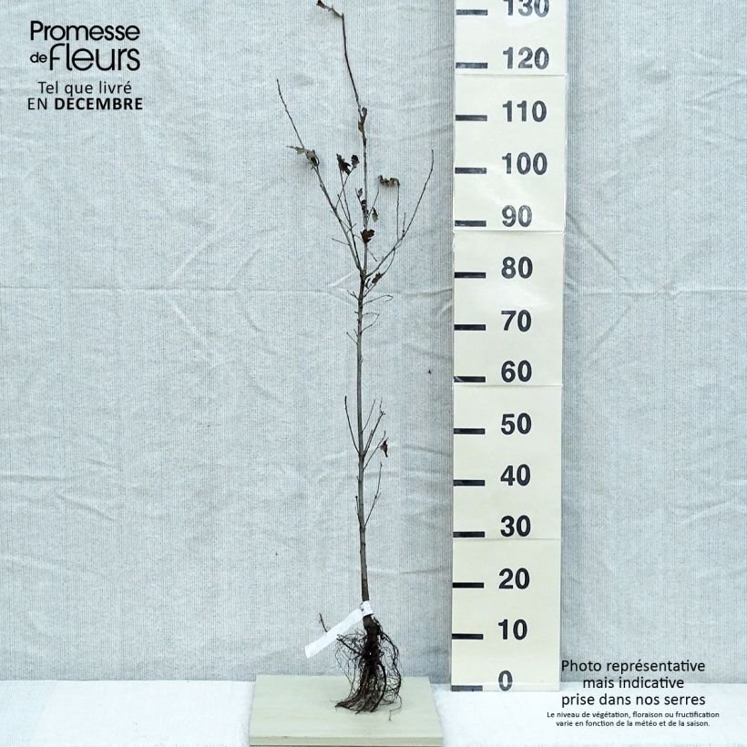 Spécimen de Chêne pédonculé - Quercus robur en racines nues 80/120cm tel que livré en hiver