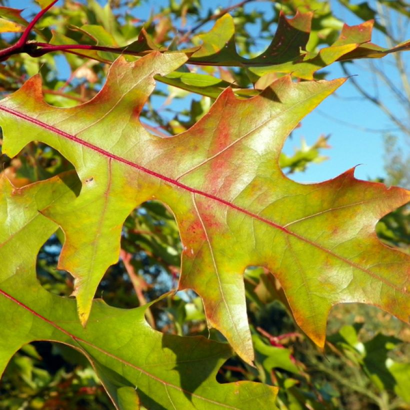 Quercus rubra - Chêne rouge d'Amérique (Feuillage)