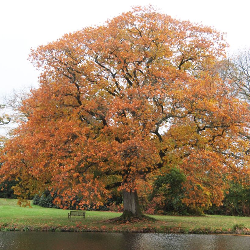 Quercus rubra - Chêne rouge d'Amérique (Port)