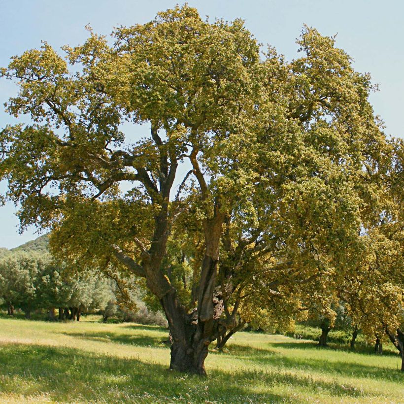 Chêne liège - Quercus suber (Port)