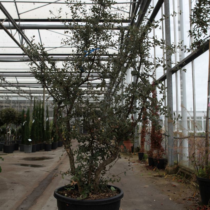 Spécimen de Chêne liège - Quercus suber - Pot de 70L Cépée tel que livré au printemps