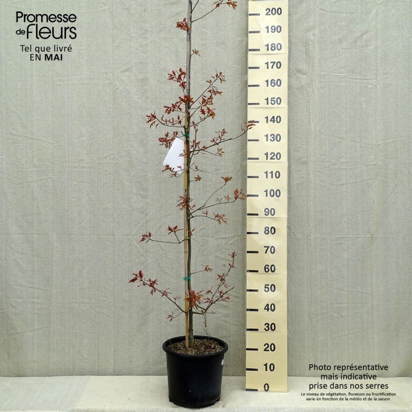 Spécimen de Quercus texana New Madrid - Chêne rouge du Texas tel que livré au printemps