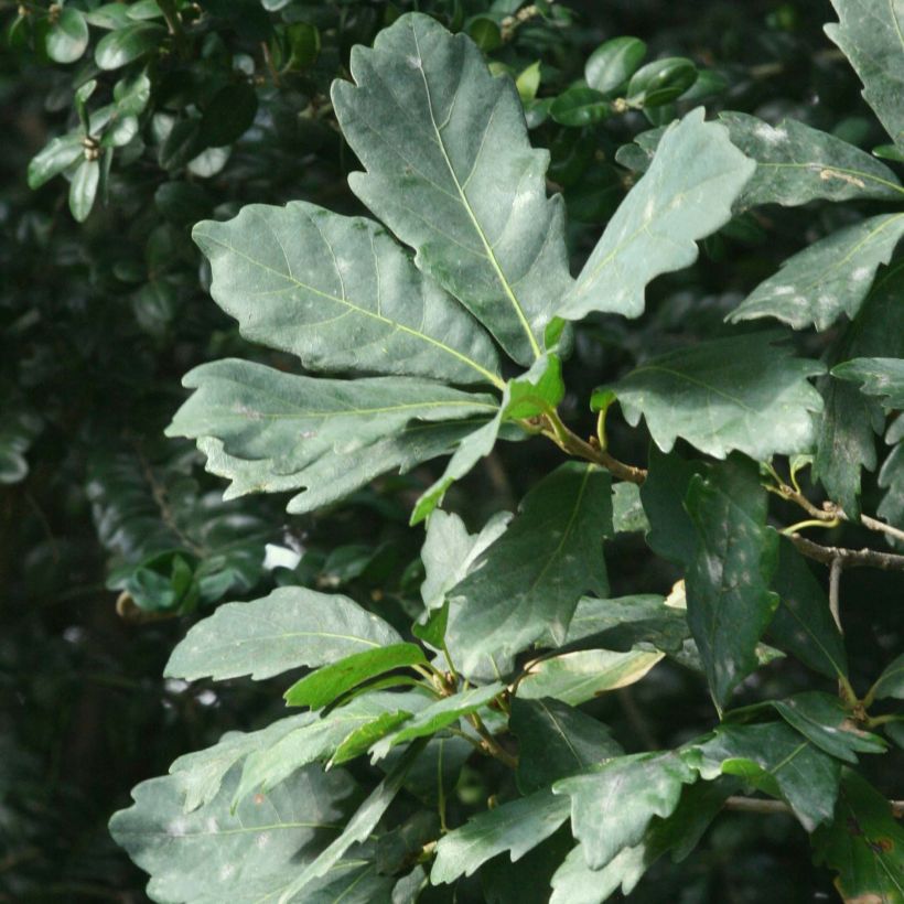 Chêne de Turner - Quercus turneri pseudoturneri (Feuillage)