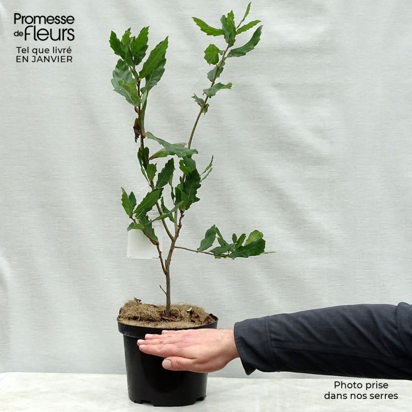 Spécimen de Chêne de Turner - Quercus turneri pseudoturneri tel que livré en hiver