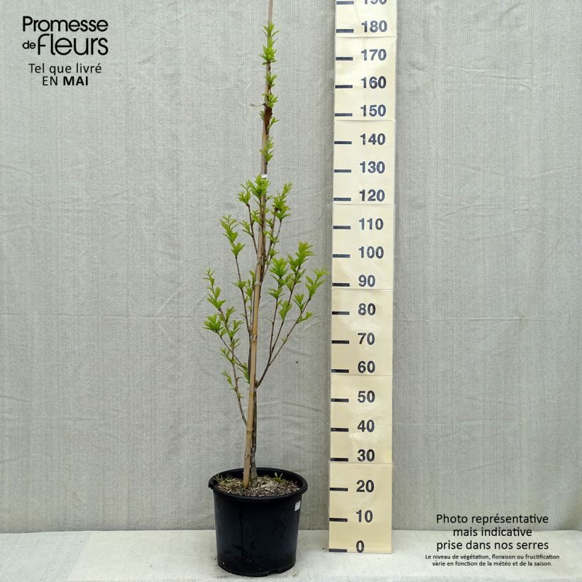 Spécimen de Quercus (x) warei Windcandle - Chêne hybride Pot de 12L/15L tel que livré au printemps