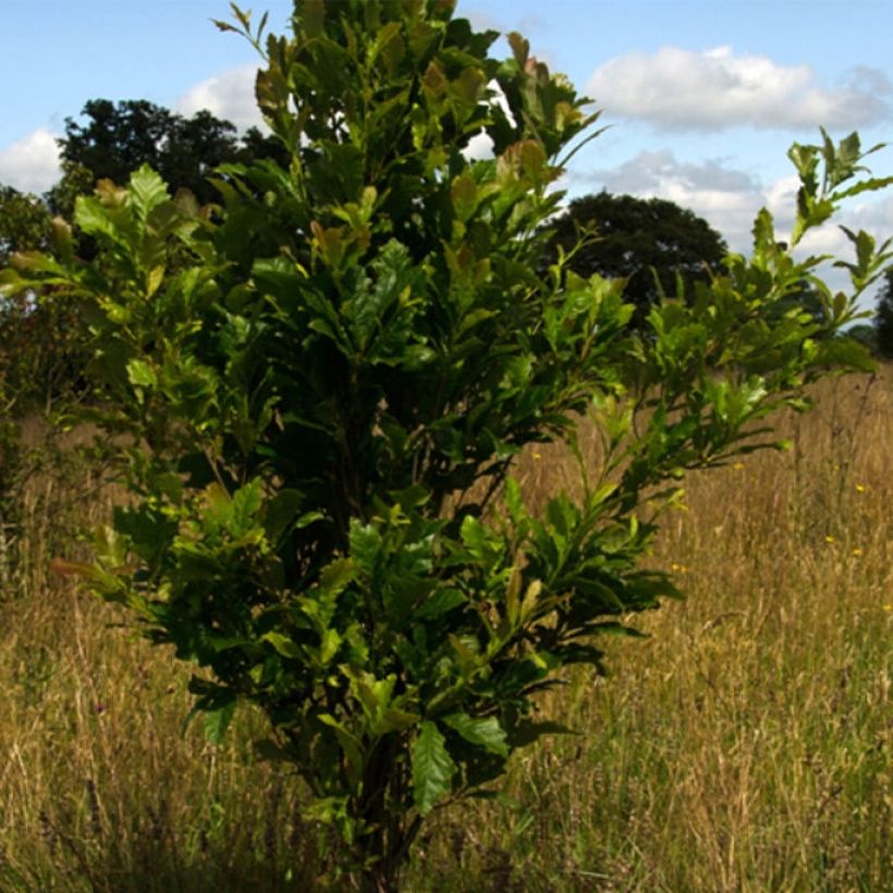 Quercus (x) warei Windcandle - Chêne hybride (Port)