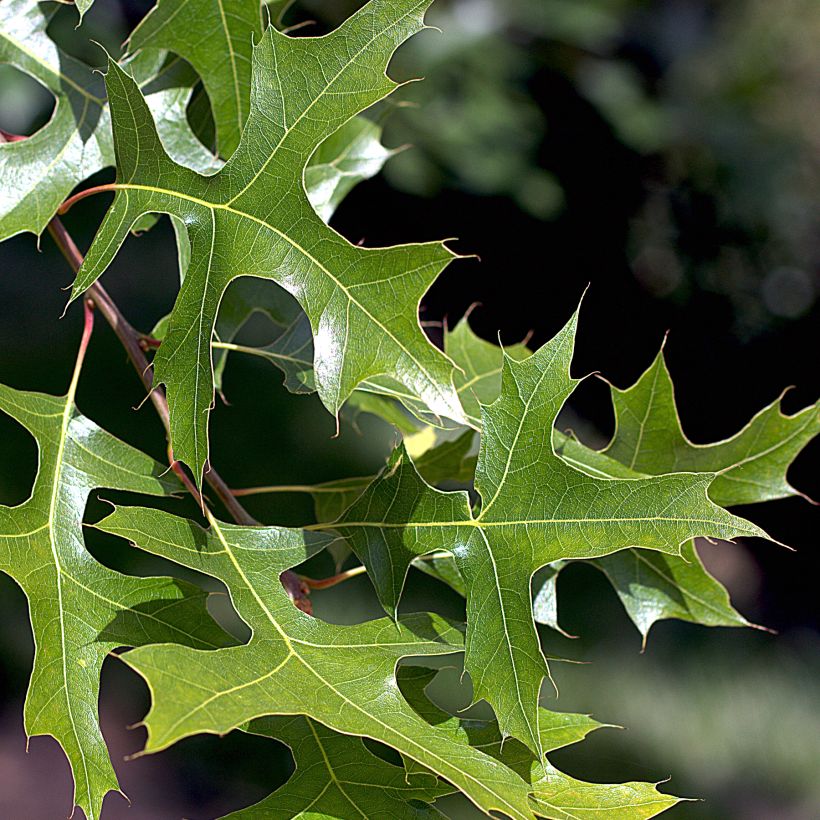 Chêne des marais - Quercus palustris (Feuillage)