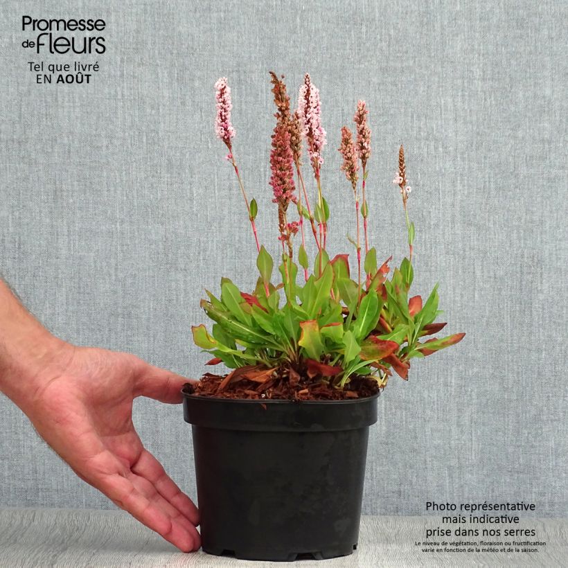 Spécimen de Renouée - Persicaria affinis Kabouter Pot de 2L/3L tel que livré en été
