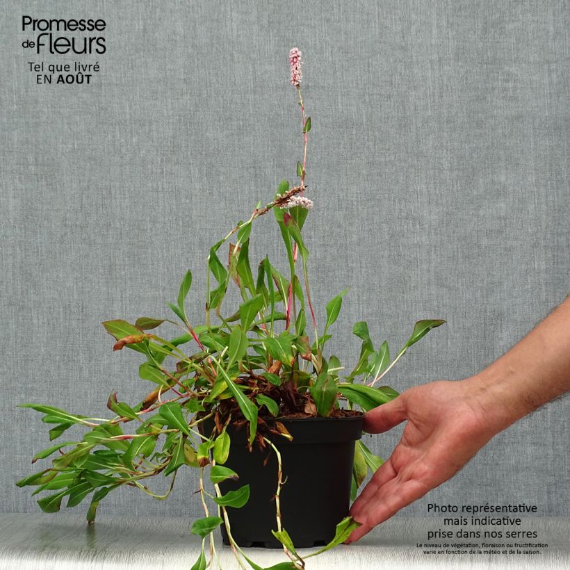 Spécimen de Renouée - Persicaria affinis Donald Lowndes Pot de 2L/3L tel que livré en été