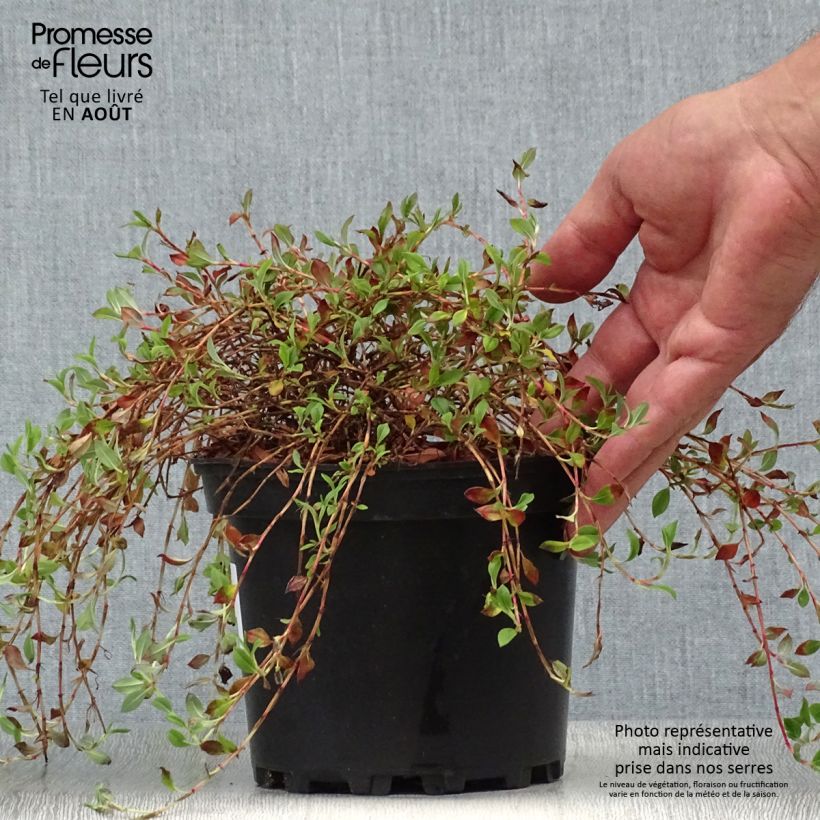 Spécimen de Renouée rampante - Persicaria vacciniifolia Pot de 2L/3L tel que livré en été
