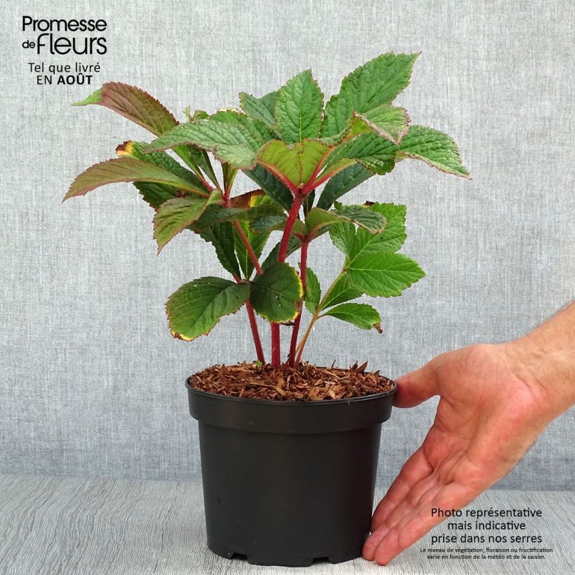 Spécimen de Rodgersia pinnata Bronze Peacock Pot de 2L/3L tel que livré en été