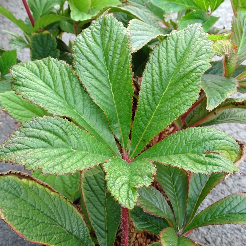 Rodgersia pinnata Bronze Peacock (Feuillage)