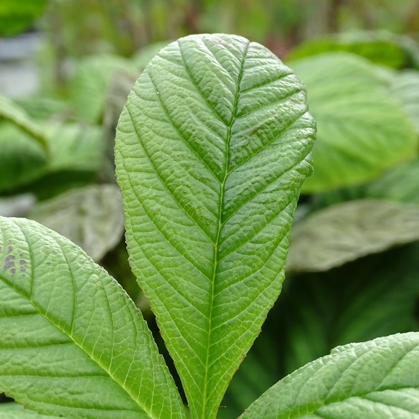 Rodgersia La Blanche - Rodgersia La Blanche (Feuillage)