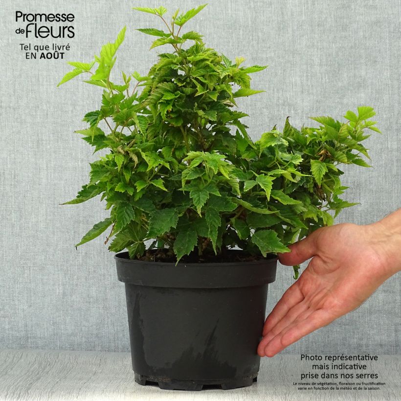 Spécimen de Rubus spectabilis Olympic Double (Flore Pleno) - Ronce d'ornement Pot de 3L/4L tel que livré en été