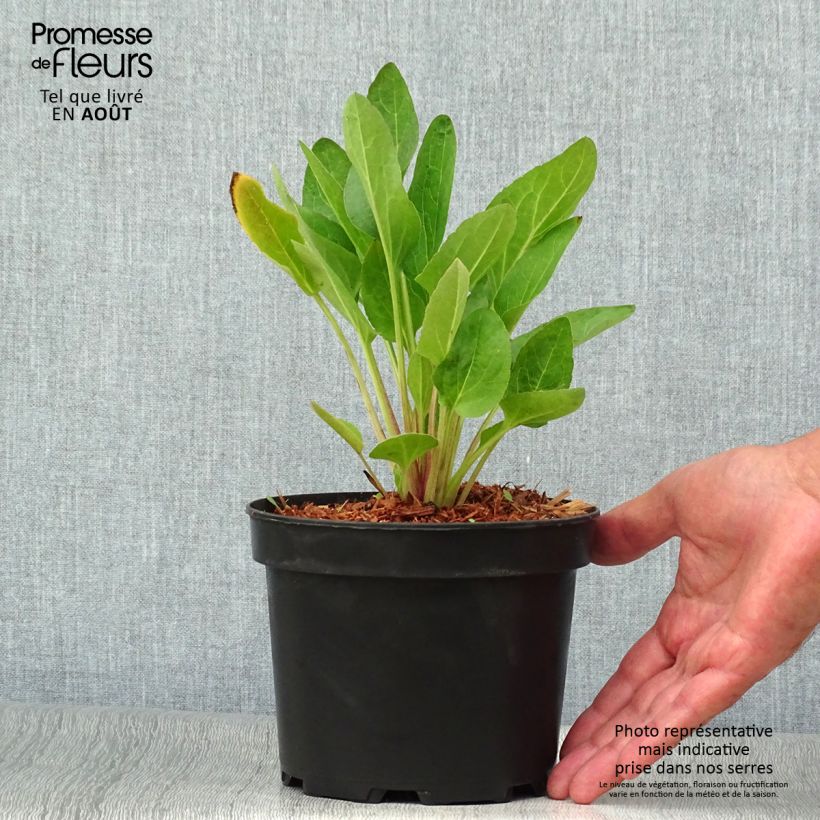 Spécimen de Rudbeckia occidentalis Green Wizard Pot de 2L/3L tel que livré en été